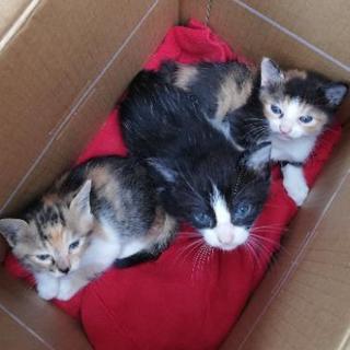 😺赤ちゃんこども親ネコ６匹。