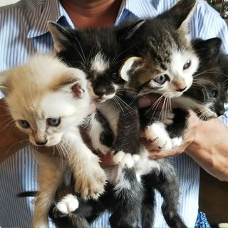 子猫生後1ヶ月4匹里親募集