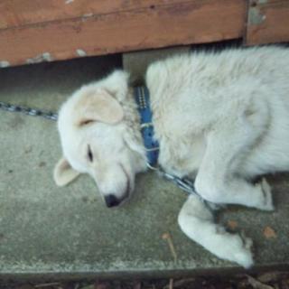 大型犬ピレネー犬とゴールデンのハーフできるだけ早く里親さんを探してます