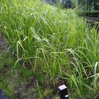 庭木剪定　伐採　抜根　草刈　外構整備