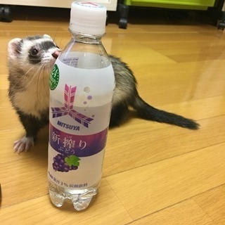フェレットの里親さん募集