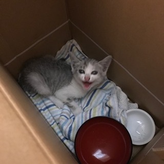 子猫ちゃんです！
