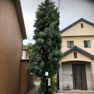 和歌山台風での庭木の倒木などの伐採お任せ