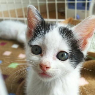 子猫　里親募集（生後3週間）届出済み（飼い主不在を確認済み - 上尾市