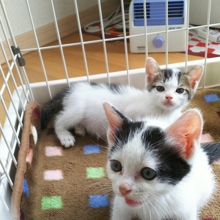 子猫　里親募集（生後3週間）届出済み（飼い主不在を確認済み − 埼玉県