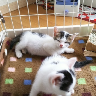 子猫　里親募集（生後3週間）届出済み（飼い主不在を確認済み - 里親募集