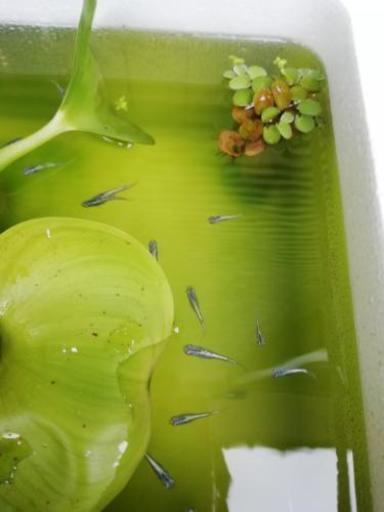星河　メダカ　10匹　成魚　めだか　Mサイズ