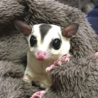 フクロモモンガ　男の子