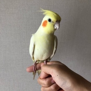 オカメインコルチーノ3歳