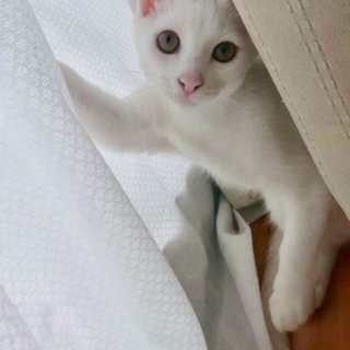 美人白猫ミルクさん♡お留守番出来ます！