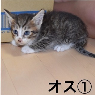 「商談中」オス1番 トラ