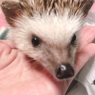 ハリネズミ 里親募集