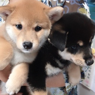 【9/18まで受付】柴犬 子犬譲ります - うるま市