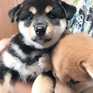 【9/18まで受付】柴犬 子犬譲ります - 犬