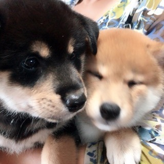 【9/18まで受付】柴犬 子犬譲ります − 沖縄県