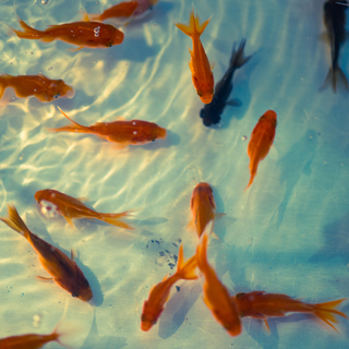 【交渉中】淡水魚をください！