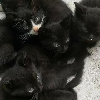 保護仔猫里親さん募集中！