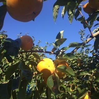 柿の収穫！パート募集の画像