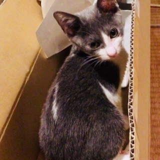 仔猫の里親さん募集