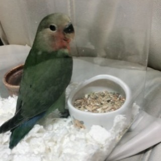 至急  コザクラインコ幼鳥の里親募集です。