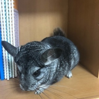 2歳のチンチラです。