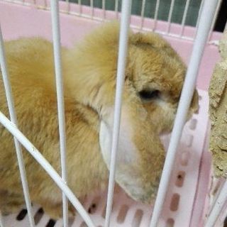 ロップイヤー推定6才♀
