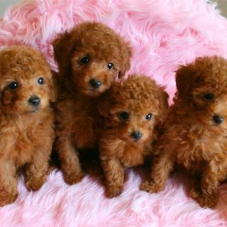 犬のブリーダー助手の画像