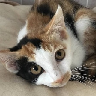 美しい三毛柄の女の子　あかりちゃん