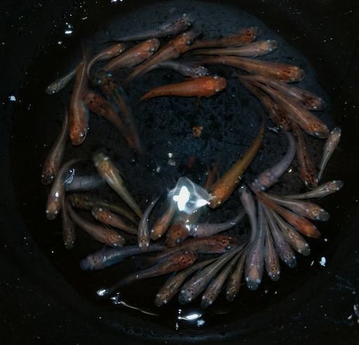 三色メダカの若魚20匹