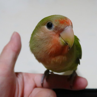コザクラインコ