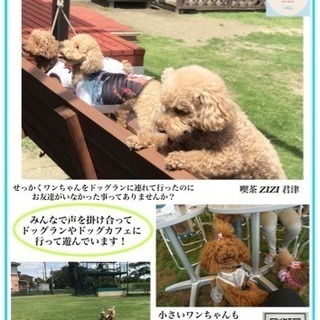 ドッグサークルメンバー募集...♪*ﾟ