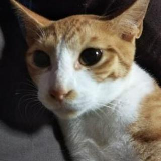6ヵ月の茶トラ猫です
