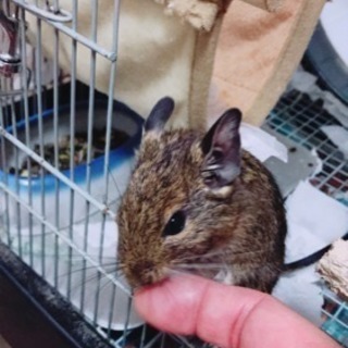 バスケットボール部新規立ち上げ
