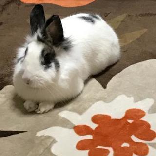 2015年生まれのウサちゃんです