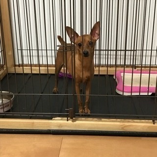 里親募集