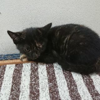 残り1匹の子猫の里親を募集