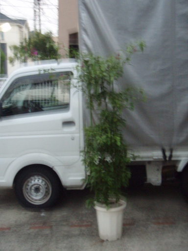 ブーゲンビリア　１０号　２ｍくらい　　花　花木　南国