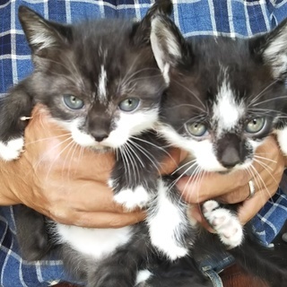 子猫生後１か月２匹里親募集