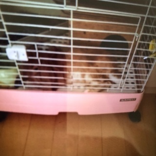 ウサギちゃんのケージの画像