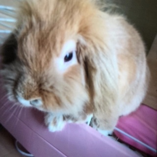 ウサギちゃんのケージの画像