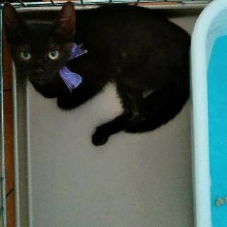 黒子猫　男の子