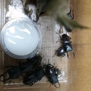 コクワガタ　ワイルド50円
