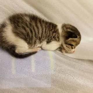 ♡子猫2匹里親募集♡
