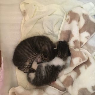 ♡子猫2匹里親募集♡ - 里親募集