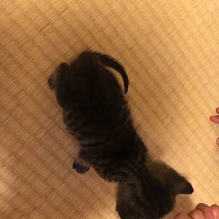 ♡子猫2匹里親募集♡ - 猫