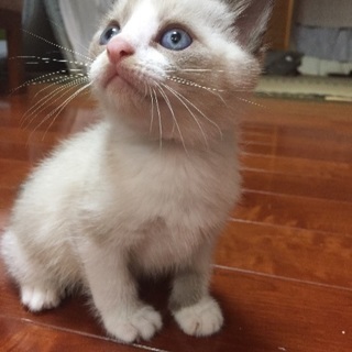 里親急募です。