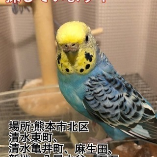 セキセイインコ探しています！