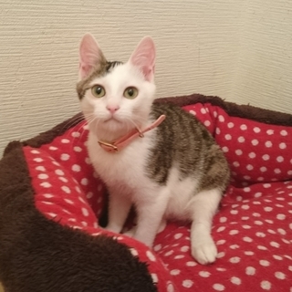 斜め前髪のような柄がかっこいいイケメンです。