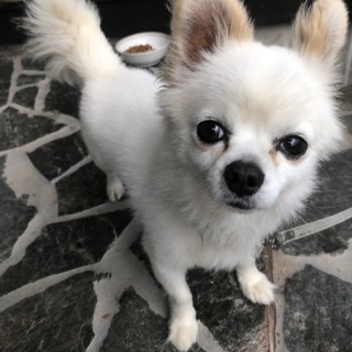 白のチワワの里親さんを募集しています。