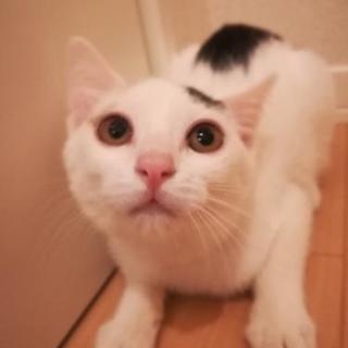 里親様決定しました。🐱